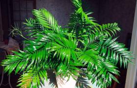 Как ухаживать за хамедореей дома и создать идеальные условия для ее роста Растение хамедорея уход