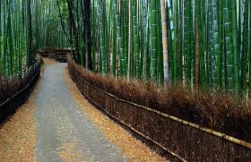 Все про бамбук — сорта, скорость роста и уход за ним